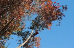 Tree Removal Salem Oregon