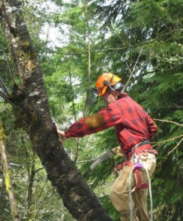 Tree Removal Salem Oregon
