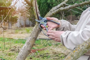 prune trees safely