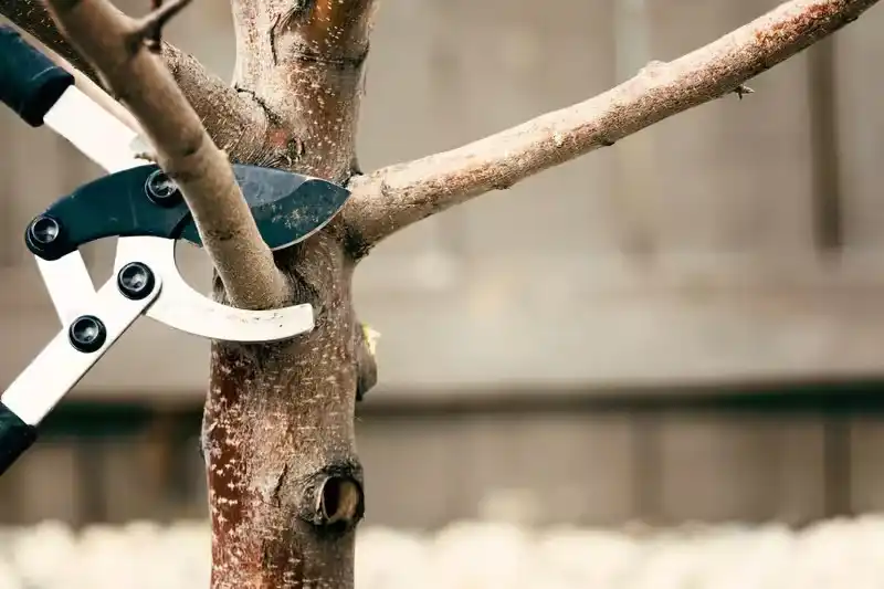 how to prune a tree