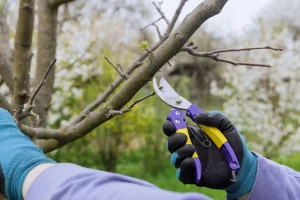 tree pruning tips