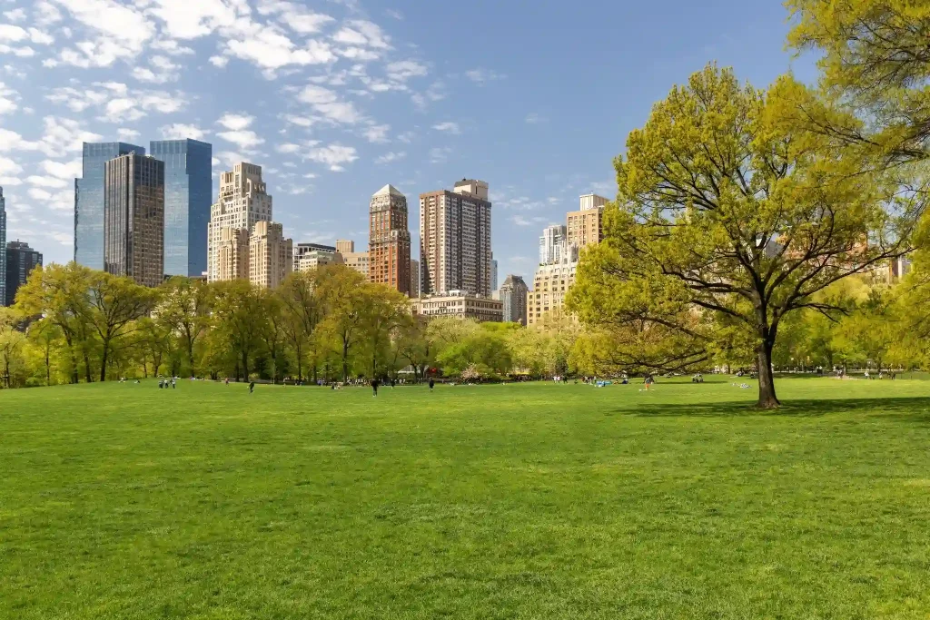 urban tree management
